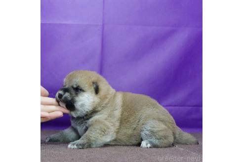 成約済の愛知県の柴犬-368127の3枚目